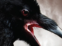 The Raven Poster